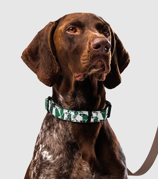 Coleira Blend Collection Stromp