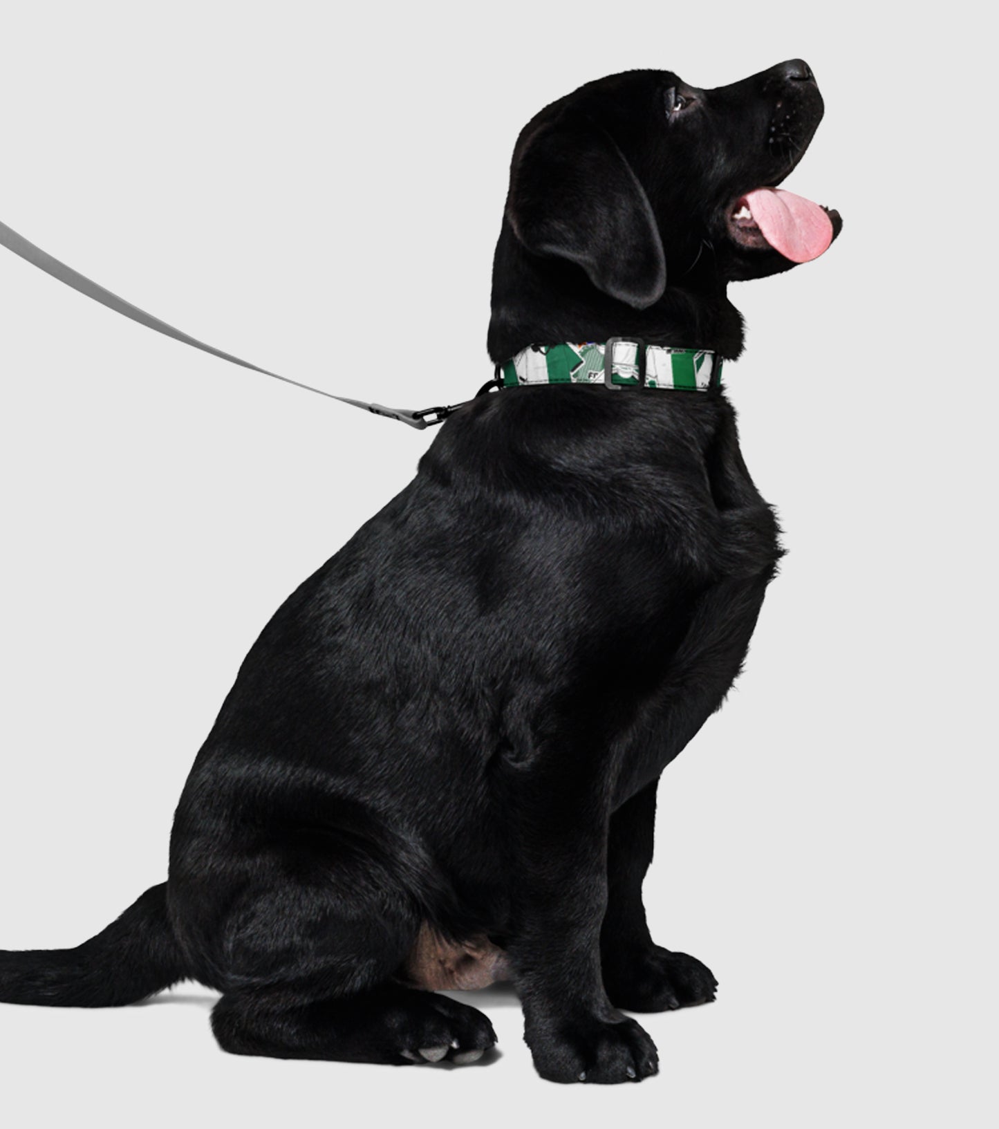 Coleira Blend Collection Stromp