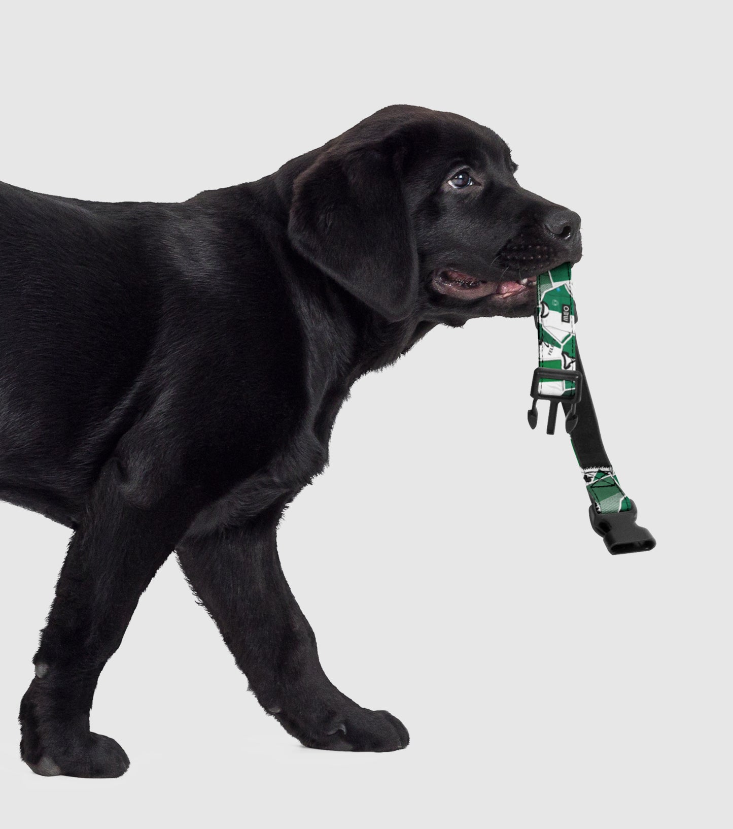 Coleira Blend Collection Stromp