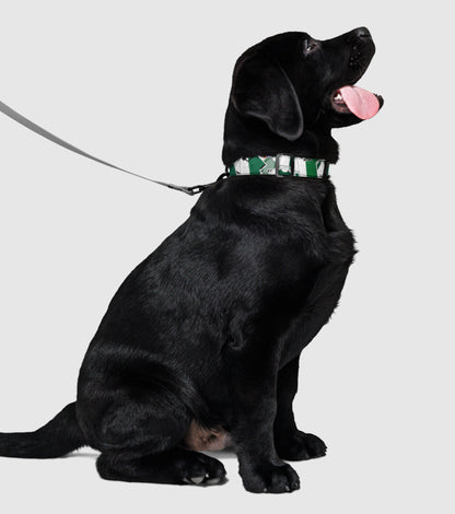 Coleira Blend Collection Stromp